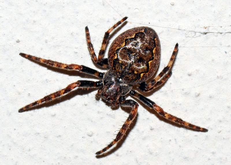 Nuctenea umbratica - L''Aquila (AQ)